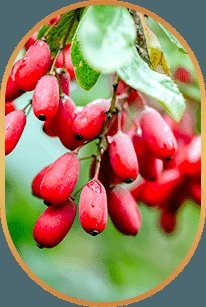 Barberry berries, source of berberine