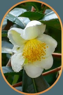 Camellia sinensis tea plant flower
