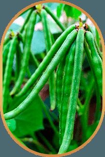 Green plant pods, dietary source related to choline