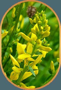 Yellow flowering legume, source of genistein