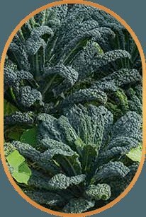 Dark leafy greens associated with glutathione support