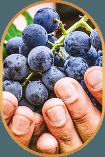 Dark grapes, source of resveratrol