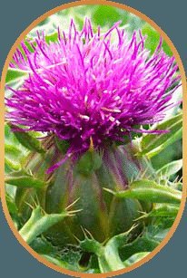 Milk thistle flower, source of silymarin