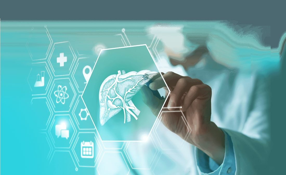 Illustration of liver health and metabolic science behind LivPure